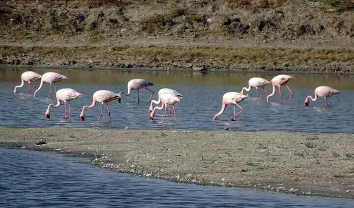 Lesser Flamingo